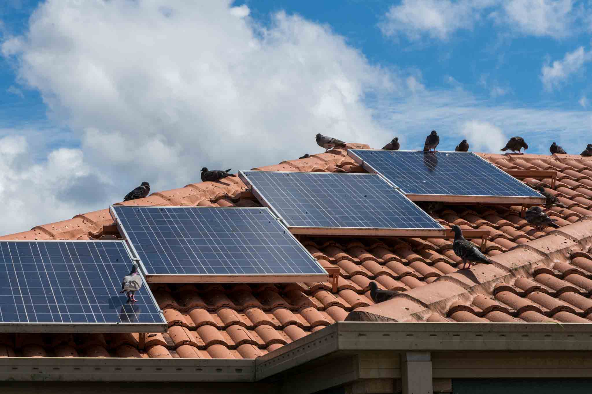 Pigeons on solar panels on a house