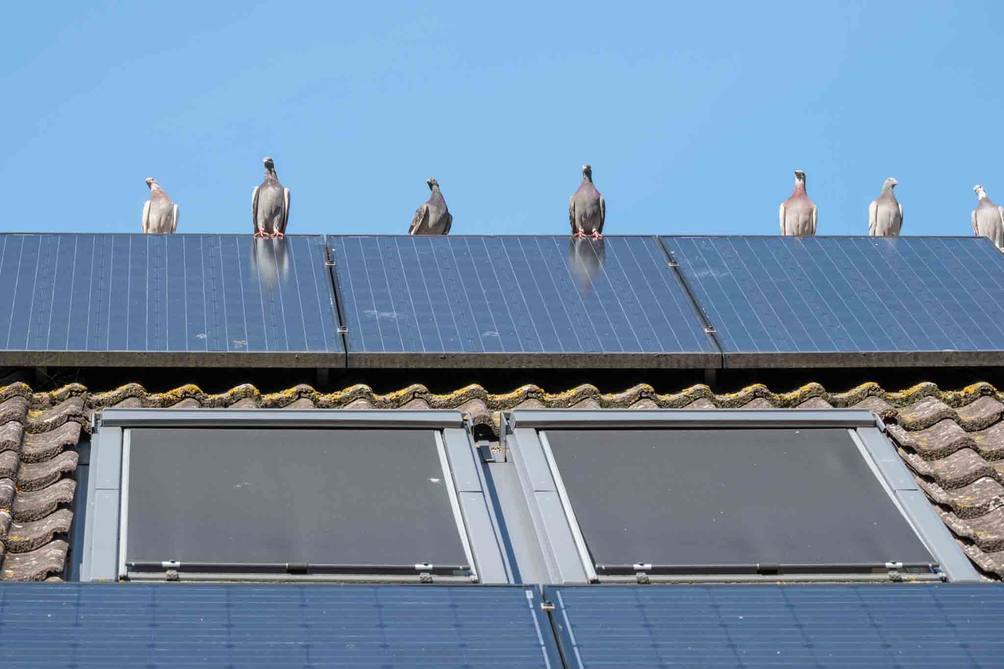 A-group-of-carrier-pigeons-flirt-on-the ridge-of-the-roof-with-solar-panels-against-a-clear-blue-sky