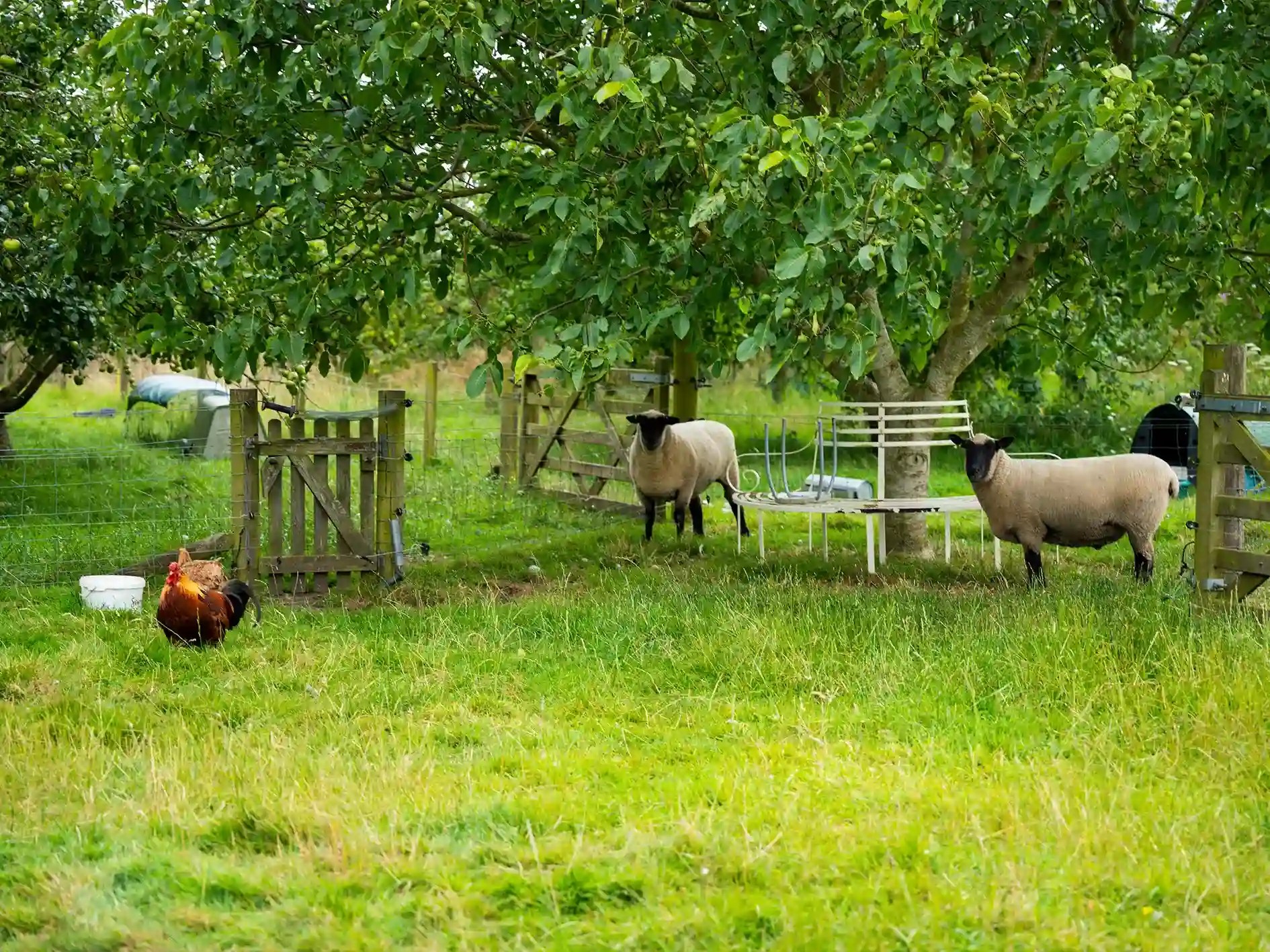 sheep and chickens