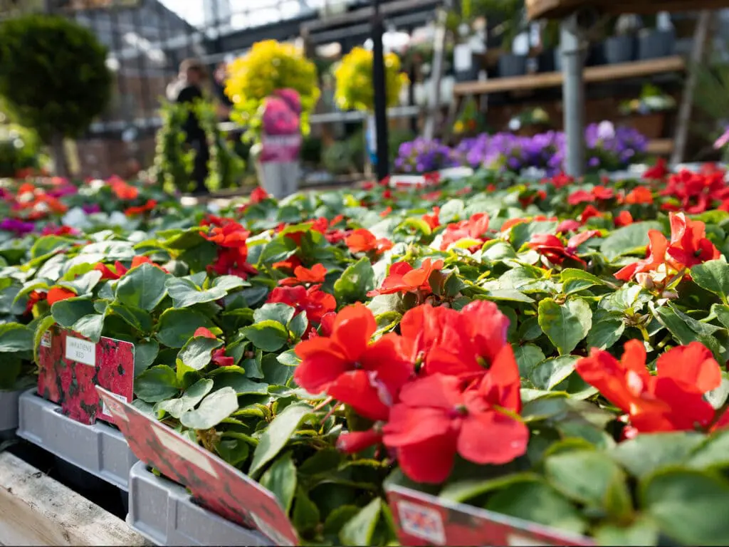 red flowers at bell plantation in Northamptonshire