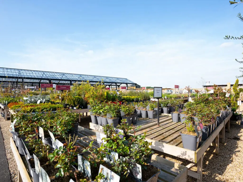 bell plantation garden centre in Northamptonshire