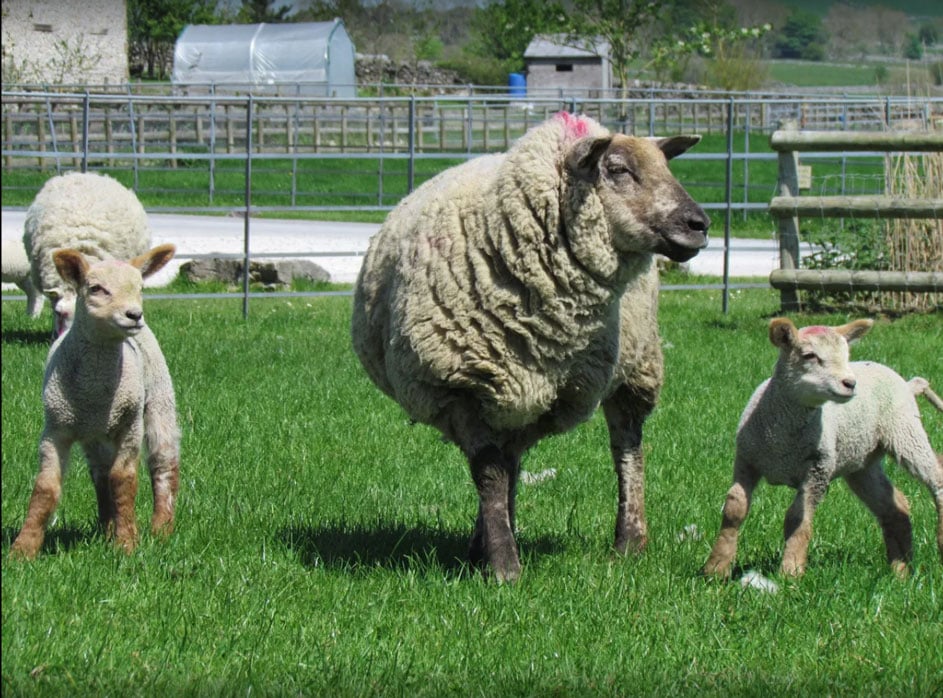 Sheep-web