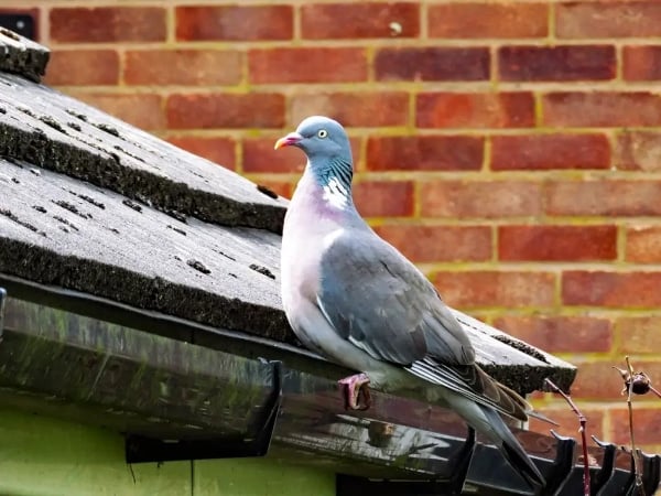 Pigeon-Proofing