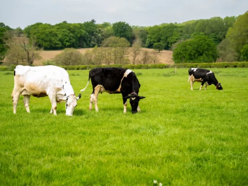 cows