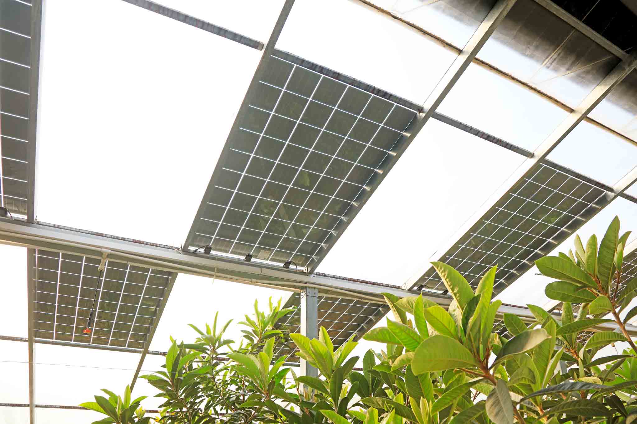 Solar photovoltaic greenhouse